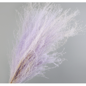 Purple Pampas Grass | 5 Stems